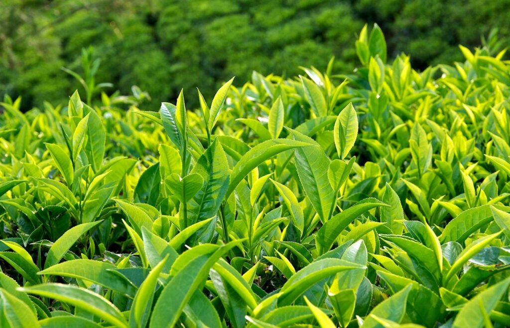 Zelený čaj – přírodní podpora hubnutí, metabolismu a zdravého životního stylu
