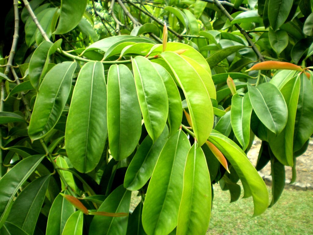 Garcinia na hubnutí: Funguje skutečně a jaké má účinky?