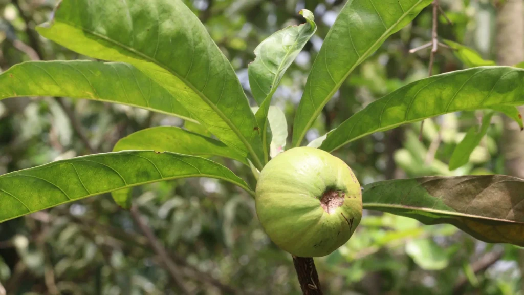 Garcinia na hubnutí: Funguje skutečně a jaké má účinky?